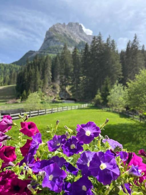 Sellaronda - Ciampac Experience Lägenhet Alba di Canazei Exteriör bild